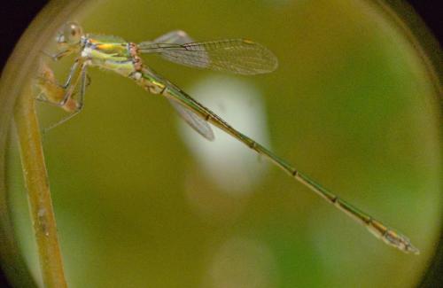 Chalcolestes viridis